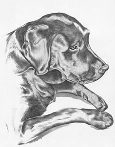 a black and white drawing of a dog laying down