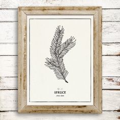 a framed art print of a pine tree branch