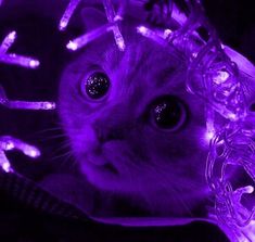 a cat that is laying down with some lights on it's head and eyes