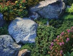 a garden with rocks and flowers in it