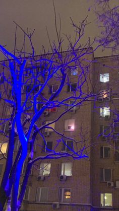 a tall building with lots of windows and blue trees in front of it at night