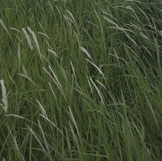 tall green grass with white flowers in the background