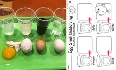 an egg shell dissolving science experiment for kids