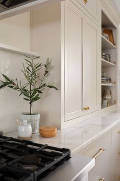 a potted plant sitting on top of a counter next to a stovetop oven