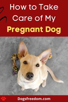 a dog with the title how to take care of my pregnant dog