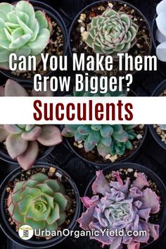 succulents with the words can you make them grow bigger?