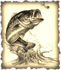 a drawing of a large mouth bass jumping out of the water to catch a fly