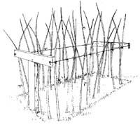 an image of a line drawing of some plants in the grass with sticks sticking out of it