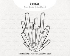 a drawing of corals with the words coral on it's bottom and an image of