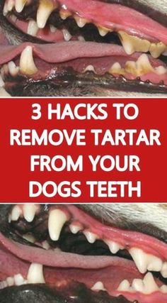 three dogs teeth with the words 3 hacks to remove tartar from your dogs teeth