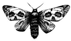 a black and white drawing of a moth