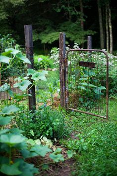 an old gate in the middle of a garden with lots of plants growing around it