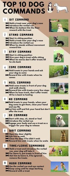 the top ten dog commands are shown in this info sheet, which includes instructions for how to