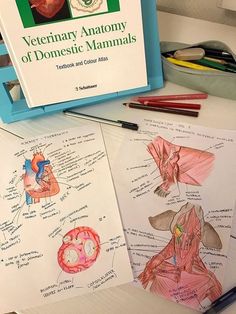 the book is open and shows diagrams of human body parts, including heart, lungs, and vessels