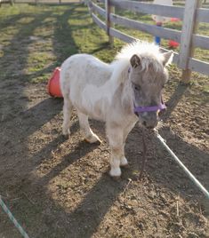 a small white pony tied up to a fence