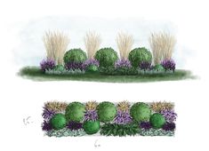 two drawings of different plants and shrubs