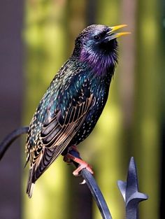 a colorful bird sitting on top of a metal fence post next to a green tree