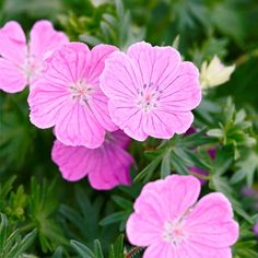 pink flowers with green leaves in the foreground