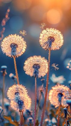 the dandelions are blowing in the wind