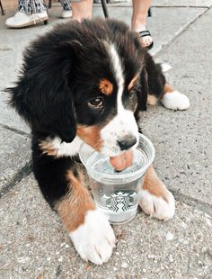 a puppy is chewing on a plastic cup