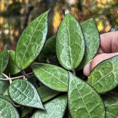 a hand is picking up leaves from a plant with water droplets on the green leaves