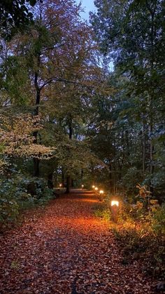 a path in the middle of a forest with lights on it and leaves covering the ground