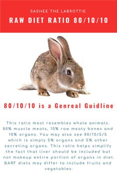 a rabbit sitting on top of a white table next to a red and white sign