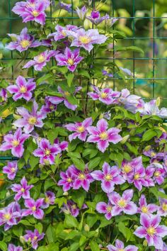 purple flowers growing on the side of a wire fence in front of some green plants