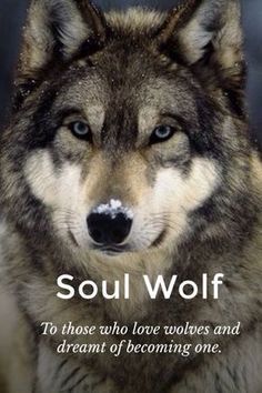 a wolf with the quote soulwolf to those who love wolves and dream of becoming one