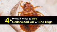 4+ Unusual Ways to use Cedarwood Oil for Bed Bugs Natural Bed Bug Repellent, Bug Repellent Spray, Are Essential Oils Safe