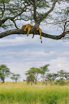 a lion laying on top of a tree in the middle of a grassy field with trees