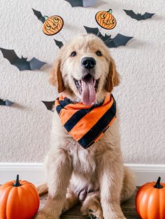 a dog wearing an orange and black striped bandana sitting in front of halloween decorations