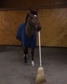 a horse wearing a blue jacket and standing next to a broom