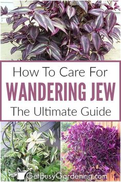 how to care for wandering jew the ultimate guide