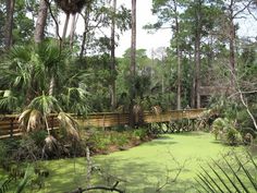 a swampy area with lots of trees and green algae on the water's surface