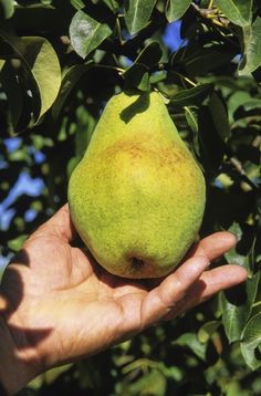 a hand is holding a pear on a tree