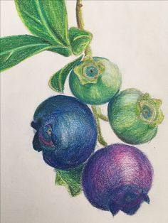 colored pencil drawing of three fruits on a branch with green leaves and two purple berries