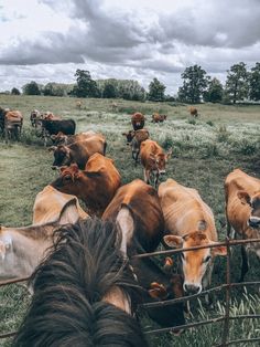 a herd of brown cows standing on top of a lush green field next to a metal fence