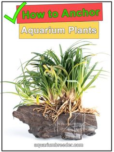 an aquarium plant with the title how to anchor aquarium plants on it's side