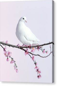 a white bird sitting on top of a tree branch with pink flowers in the background