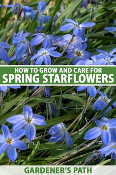 blue flowers with the title how to grow and care for spring starflowers