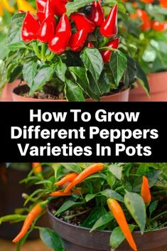 peppers growing in pots with text overlay how to grow different peppers varieties in pots