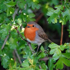 a small bird perched on top of a tree branch