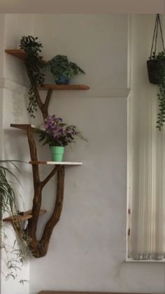 some plants are sitting on shelves in a room