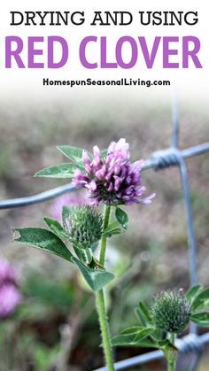 purple flowers growing in front of a barbed wire fence with text overlay that reads, drying and using red clover