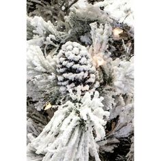 snow covered pine cones are hanging from the tree