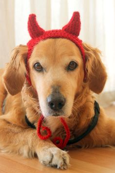 a brown dog wearing a red devil hat on top of a wooden floor next to a window