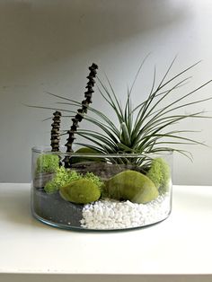 an air plant in a glass bowl filled with rocks and moss on a white surface