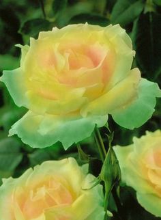 three yellow roses with green leaves in the background