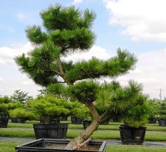 a bonsai tree in a black pot on the ground with other plants behind it